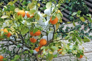 Frozen oranges 